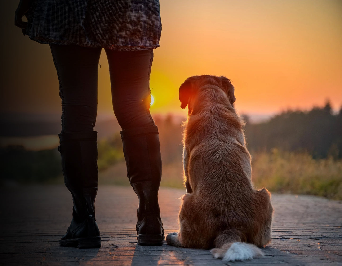 Barkin_DogSunset.jpg
