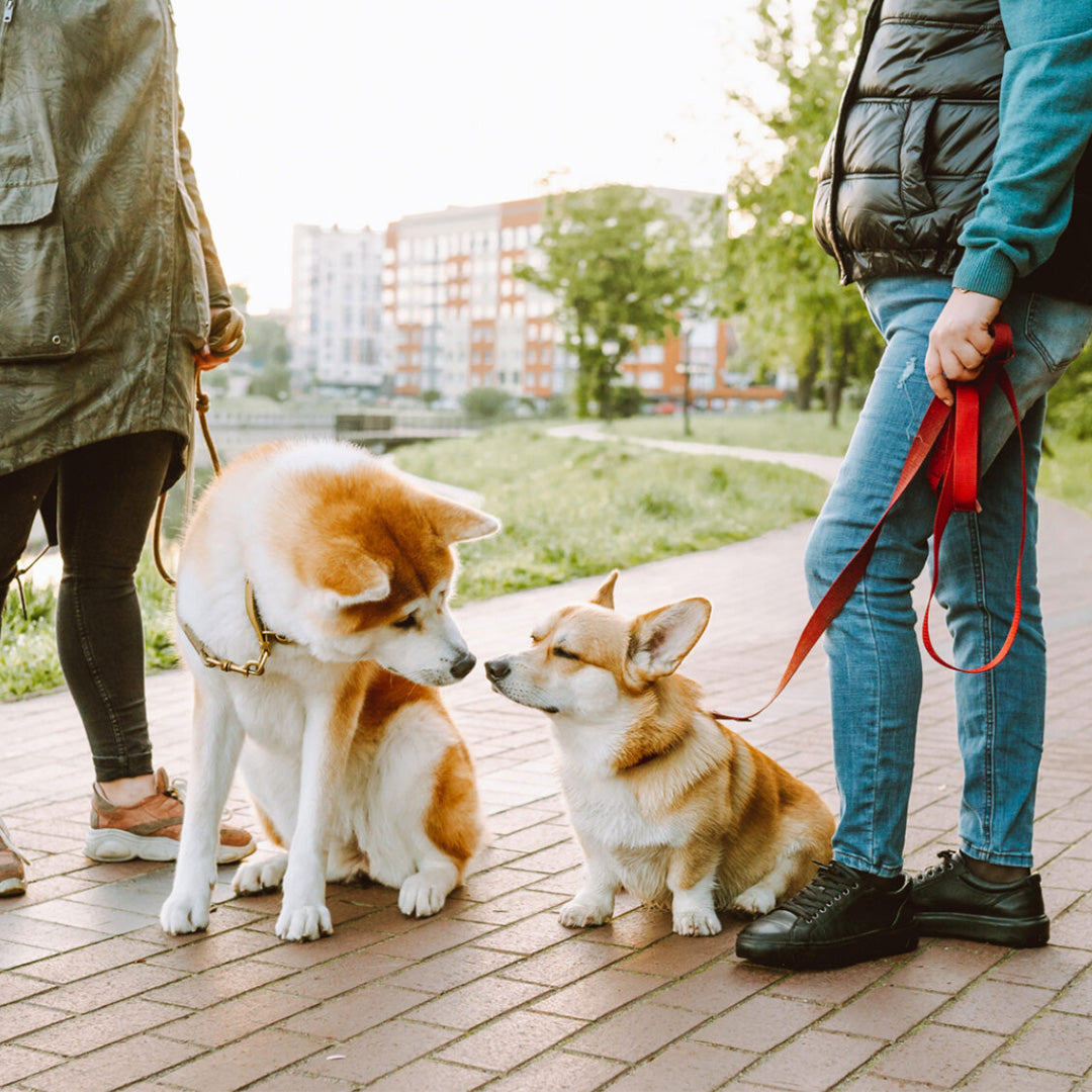 FUR FRIENDS: THE IMPORTANCE OF CANINE SOCIALIZATION FOR YOUR DOG'S WELL-BEING